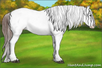 Horse Color:Bay Blanket Rabicano