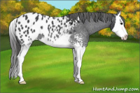Horse Color:White Spotted Brown Splash Appaloosa Rabicano