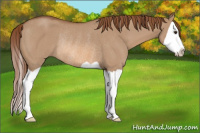 Horse Color:Liver Red Dun Splash Rabicano