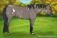 Horse Color:White Spotted Brown Dun