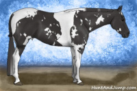 Horse Color:White Spotted Smoky Black Tobiano 