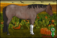 Horse Color:Gray Bay Roan 