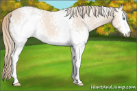 Horse Color:White Spotted Perlino 
