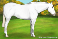 Horse Color:White Spotted Smoky Black Sabino Splash Frame Appaloosa Rabicano 
