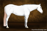 Horse Color:Classic Champagne Roan Dun Splash Appaloosa 