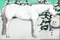 Horse Color:Brown Appaloosa