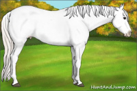 Horse Color:Silver Brown Roan Appaloosa Rabicano 