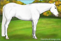 Horse Color:Palomino Appaloosa Rabicano