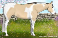 Horse Color:Buckskin Splash Tobiano 