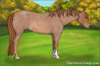 Horse Color:Red Roan