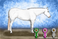 Horse Color:White Spotted Chestnut Splash Appaloosa 