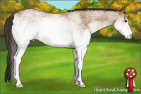 Horse Color:White Spotted Bay 