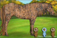 Horse Color:Black  Brindle