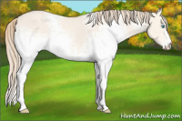 Horse Color:White Spotted Perlino Dun 