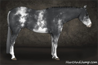 Horse Color:White Spotted Black 