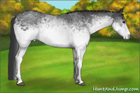 Horse Color:White Spotted Black 
