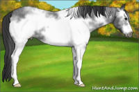 Horse Color:White Spotted Blue Roan Frame 