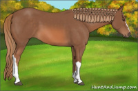 Horse Color:Liver Chestnut 