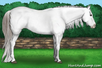 Horse Color:White Spotted Black Appaloosa 