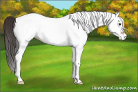 Horse Color:White Spotted Bay Dun Rabicano 