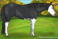 Horse Color:Black Splash 