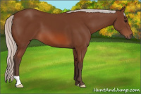 Horse Color:Silver Bay 