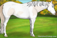 Horse Color:Perlino Dun Splash Tobiano Rabicano