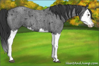 Horse Color:Blue Roan Splash 