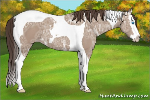 Horse Color: Classic Champagne Ice Splash Tobiano 