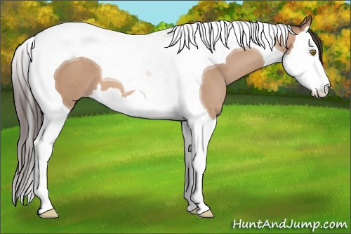Horse Color: Amber Champagne Splash Tobiano 