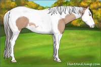 Horse Color:Amber Champagne Splash Tobiano