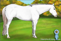 Horse Color:Chestnut Splash Appaloosa 