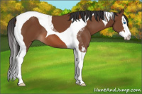 Horse Color:Bay Splash Tobiano