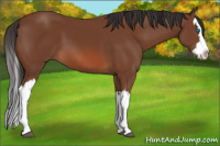 Horse Color:Bay Splash 