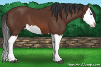 Horse Color:Bay Splash 