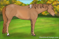 Horse Color:Chestnut Tobiano
