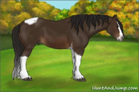 Horse Color:Gray Bay Splash Tobiano