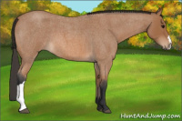 Horse Color:Bay Roan 
