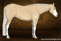 Horse Color:Silver Buckskin Dun Sabino