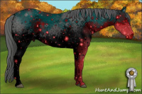 Horse Color:ERROR: UNKNOWN ANOMALY
