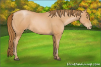 Horse Color:Bay Pearl 