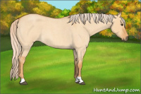 Horse Color:Palomino Roan Dun 