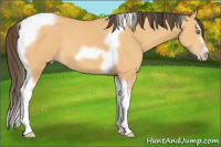 Horse Color:Amber Cream Champagne Splash Tobiano Frame Rabicano
