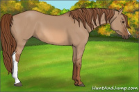 Horse Color:Red Dun 