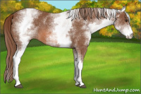 Horse Color:White Spotted Chestnut 