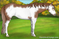 Horse Color:Liver Chestnut Sabino Splash Frame 