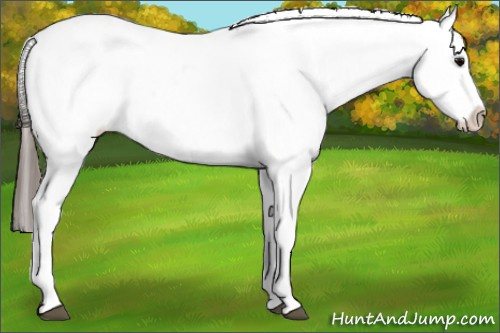 Horse Color: Brown Splash Tobiano Blanket Rabicano 