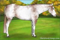Horse Color:White Spotted Chestnut Splash 