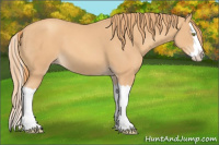 Horse Color:Gold Champagne Splash
