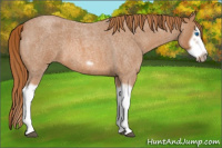 Horse Color:Red Roan Splash Frame 